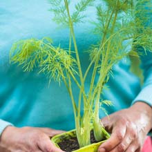 Sow aromatic herbs in pots