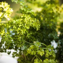 Sow aromatic herbs in pots