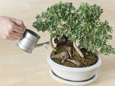 Watering your bonsai