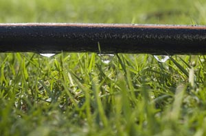 Watering a hedge