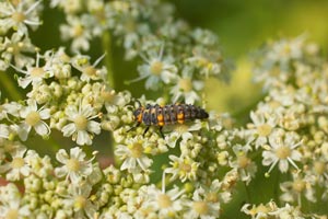 The gardener's helpers