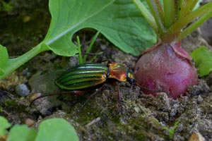 The gardener's helpers