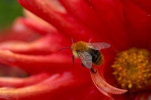 The gardener's helpers