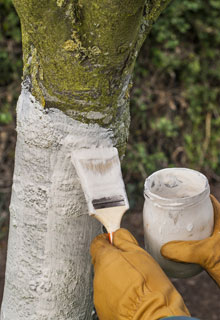 Painting fruits trees