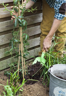 Hiding the compost heap