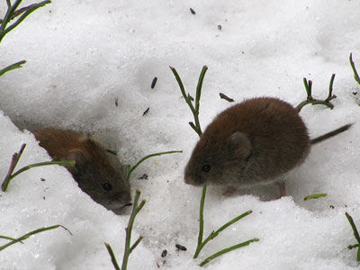 How to fight against common voles ?