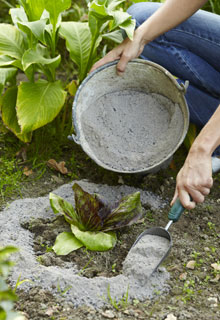 Wood's ashes, a real treasure for the garden