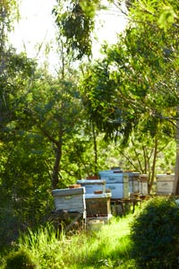 Choosing nectar producing plants