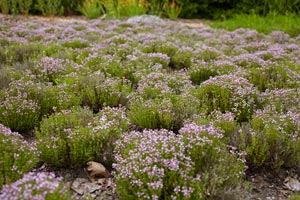 Choosing nectar producing plants