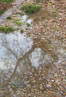 Shrubs and trees in Flood zone