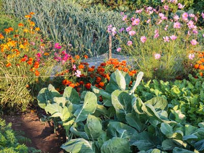 The companionship of vegetables, a marriage for better harvests!