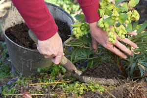 Compost