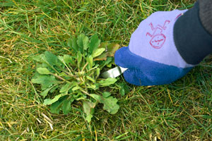 Weeding your lawn