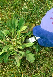 Weeding your lawn