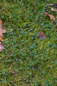 Weeding your lawn