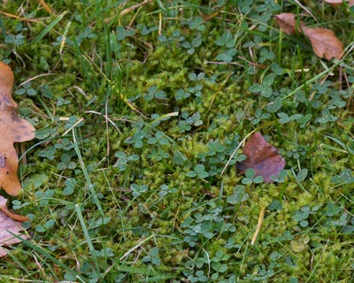 Weeding your lawn