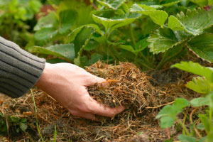 Mulching to kill weeds