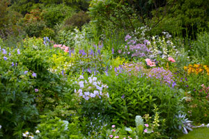 Shrubs and trees for herbaceous border