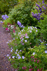 Shrubs and trees for herbaceous border