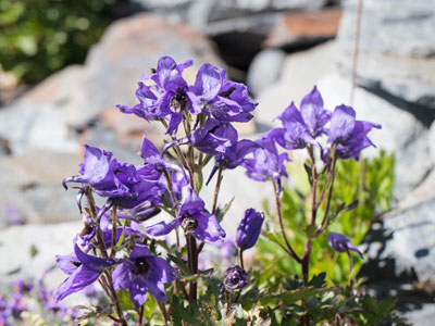 Create a rockery