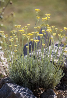 Create a rockery