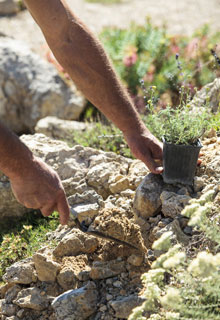 Create a rockery