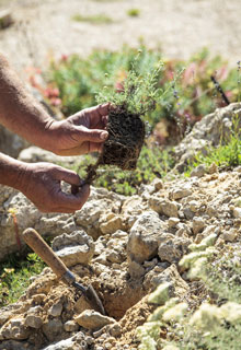 Create a rockery