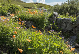 Create a rockery