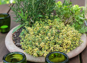 Grow aromatic plants in pot