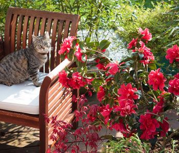 Look after a pot-grown Camellia