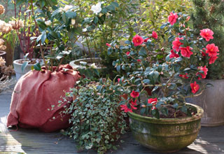 Look after a pot-grown Camellia