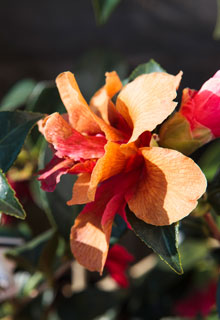 Look after a pot-grown Camellia