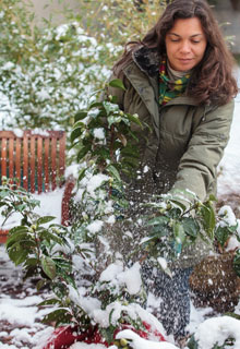 Look after a pot-grown Camellia