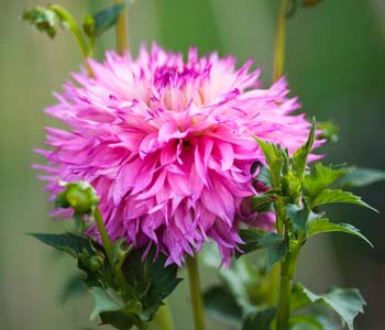 How to grow beautiful Dahlias in pots