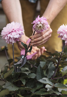 How to grow beautiful Dahlias in pots