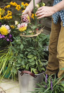 How to grow beautiful Dahlias in pots