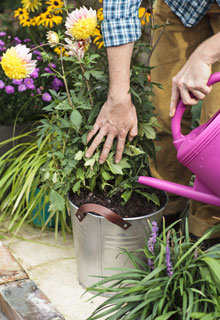 How to grow beautiful Dahlias in pots