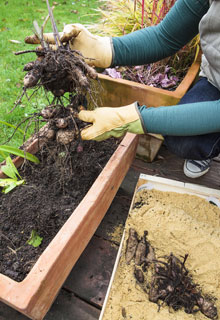 How to grow beautiful Dahlias in pots