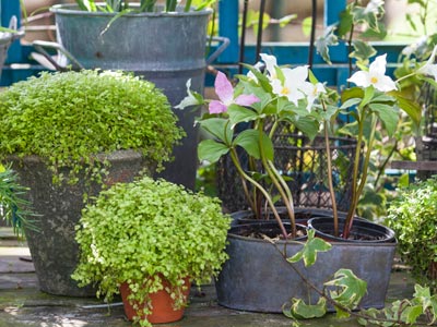 Growing plants in unusual containers