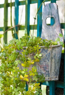 Growing plants in unusual containers