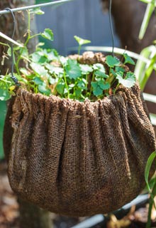 Growing plants in unusual containers