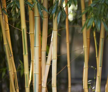 Growing a Bamboo in a pot