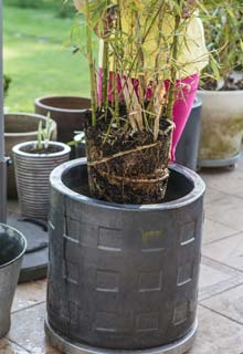 Growing a Bamboo in a pot