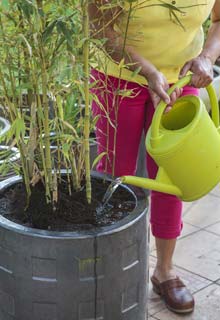 Growing a Bamboo in a pot