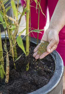 Growing a Bamboo in a pot