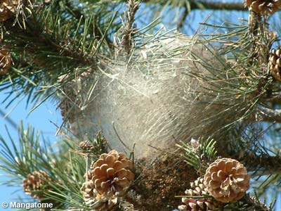 Pine Processionary Carterpillar - Taumetopoea pityocampa