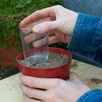 Growing seeds in a pot