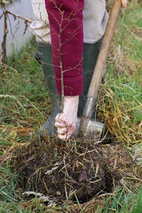 Moving a tree or shrub