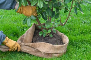 Moving a tree or shrub