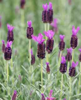 The Lavandula Stochea' needs a well-drained soil in pots 